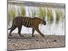 Bengal Tiger Walking by Lake, Ranthambhore Np, Rajasthan, India-T.j. Rich-Mounted Photographic Print