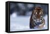 Bengal Tiger Walking in Snow-DLILLC-Framed Stretched Canvas