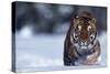 Bengal Tiger Walking in Snow-DLILLC-Stretched Canvas