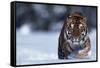 Bengal Tiger Walking in Snow-DLILLC-Framed Stretched Canvas