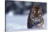 Bengal Tiger Walking in Snow-DLILLC-Stretched Canvas