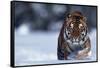 Bengal Tiger Walking in Snow-DLILLC-Framed Stretched Canvas