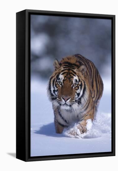 Bengal Tiger Walking in Snow-DLILLC-Framed Stretched Canvas