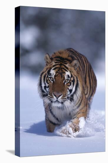 Bengal Tiger Walking in Snow-DLILLC-Stretched Canvas