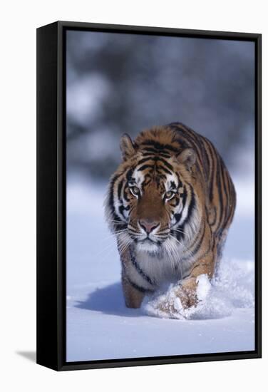 Bengal Tiger Walking in Snow-DLILLC-Framed Stretched Canvas