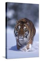 Bengal Tiger Walking in Snow-DLILLC-Stretched Canvas