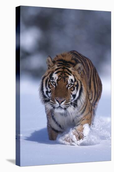 Bengal Tiger Walking in Snow-DLILLC-Stretched Canvas