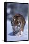 Bengal Tiger Walking in Snow-DLILLC-Framed Stretched Canvas