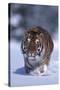 Bengal Tiger Walking in Snow-DLILLC-Stretched Canvas