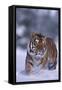 Bengal Tiger Walking in Snow-DLILLC-Framed Stretched Canvas