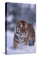 Bengal Tiger Walking in Snow-DLILLC-Stretched Canvas