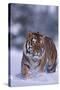 Bengal Tiger Walking in Snow-DLILLC-Stretched Canvas