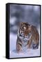 Bengal Tiger Walking in Snow-DLILLC-Framed Stretched Canvas