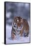 Bengal Tiger Walking in Snow-DLILLC-Framed Stretched Canvas