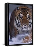 Bengal Tiger Walking in Snow-DLILLC-Framed Stretched Canvas