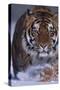 Bengal Tiger Walking in Snow-DLILLC-Stretched Canvas