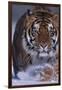 Bengal Tiger Walking in Snow-DLILLC-Framed Premium Photographic Print