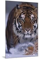 Bengal Tiger Walking in Snow-DLILLC-Mounted Premium Photographic Print