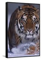 Bengal Tiger Walking in Snow-DLILLC-Framed Stretched Canvas