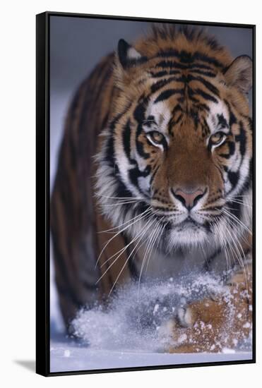 Bengal Tiger Walking in Snow-DLILLC-Framed Stretched Canvas