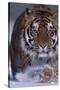 Bengal Tiger Walking in Snow-DLILLC-Stretched Canvas