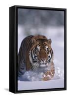 Bengal Tiger Walking in Snow-DLILLC-Framed Stretched Canvas