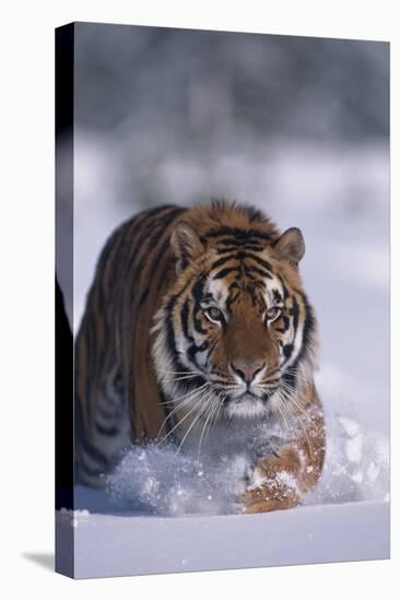 Bengal Tiger Walking in Snow-DLILLC-Stretched Canvas