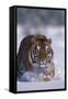 Bengal Tiger Walking in Snow-DLILLC-Framed Stretched Canvas