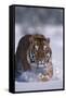 Bengal Tiger Walking in Snow-DLILLC-Framed Stretched Canvas