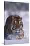 Bengal Tiger Walking in Snow-DLILLC-Stretched Canvas