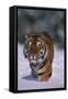 Bengal Tiger Walking in Snow-DLILLC-Framed Stretched Canvas