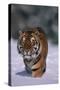 Bengal Tiger Walking in Snow-DLILLC-Stretched Canvas