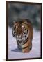 Bengal Tiger Walking in Snow-DLILLC-Framed Premium Photographic Print