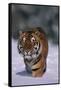 Bengal Tiger Walking in Snow-DLILLC-Framed Stretched Canvas