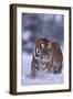 Bengal Tiger Walking in Snow-DLILLC-Framed Photographic Print