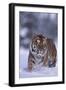 Bengal Tiger Walking in Snow-DLILLC-Framed Photographic Print