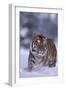 Bengal Tiger Walking in Snow-DLILLC-Framed Photographic Print