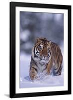 Bengal Tiger Walking in Snow-DLILLC-Framed Photographic Print