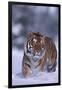 Bengal Tiger Walking in Snow-DLILLC-Framed Photographic Print