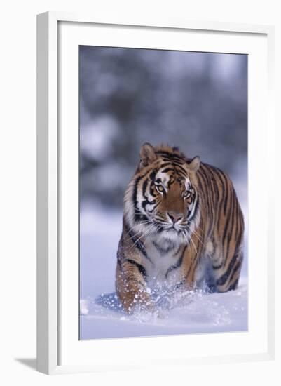 Bengal Tiger Walking in Snow-DLILLC-Framed Photographic Print