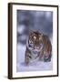 Bengal Tiger Walking in Snow-DLILLC-Framed Photographic Print