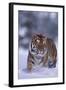 Bengal Tiger Walking in Snow-DLILLC-Framed Photographic Print