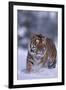 Bengal Tiger Walking in Snow-DLILLC-Framed Photographic Print