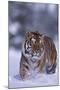 Bengal Tiger Walking in Snow-DLILLC-Mounted Photographic Print