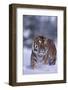 Bengal Tiger Walking in Snow-DLILLC-Framed Photographic Print