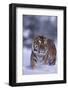 Bengal Tiger Walking in Snow-DLILLC-Framed Photographic Print