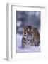 Bengal Tiger Walking in Snow-DLILLC-Framed Photographic Print