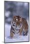 Bengal Tiger Walking in Snow-DLILLC-Mounted Photographic Print