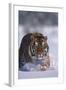 Bengal Tiger Walking in Snow-DLILLC-Framed Photographic Print