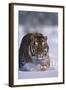 Bengal Tiger Walking in Snow-DLILLC-Framed Photographic Print